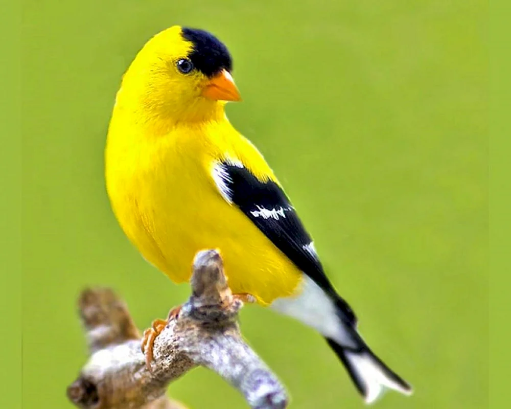 Icterus melanopsis