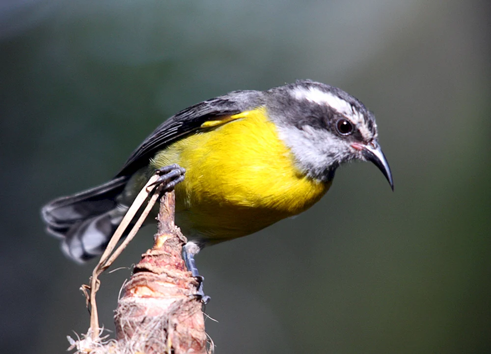 Vögel des Tatarenhäher
