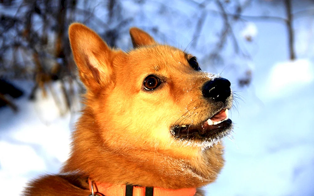 Gelber Hund