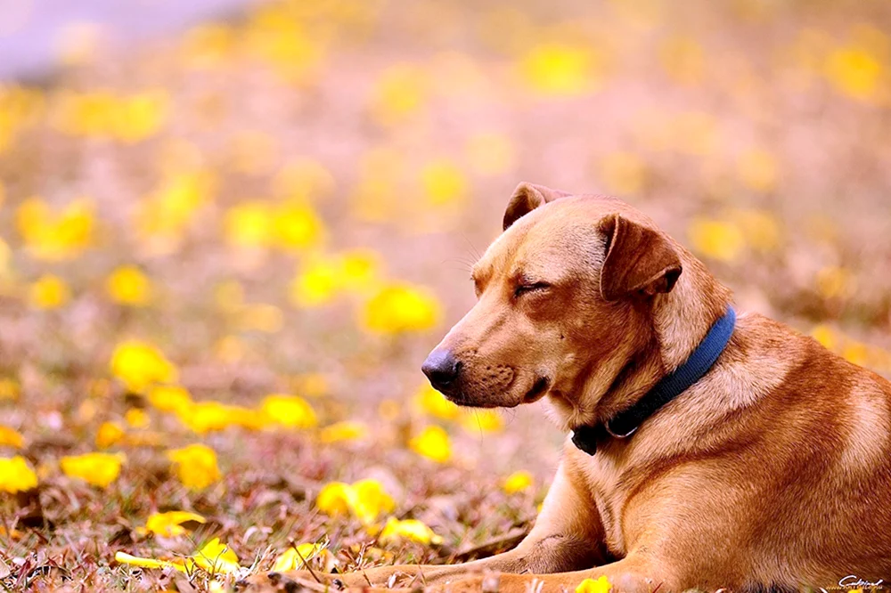 Gelber Hund