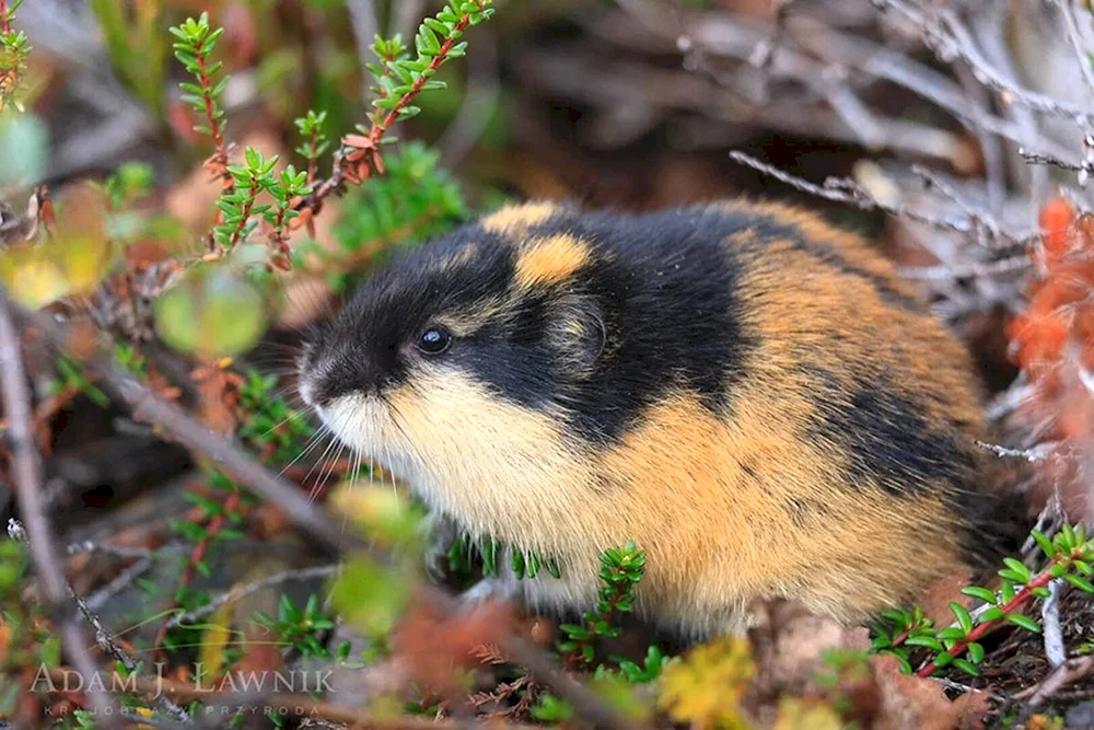 Weißbär in der Tundra