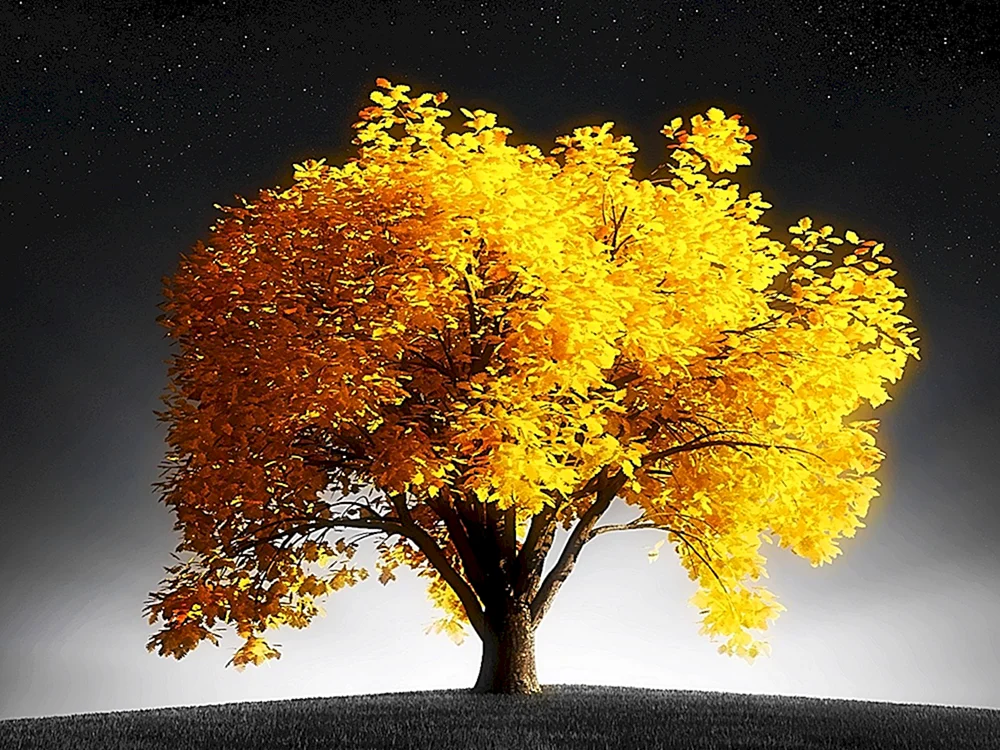 Bäume im Herbst