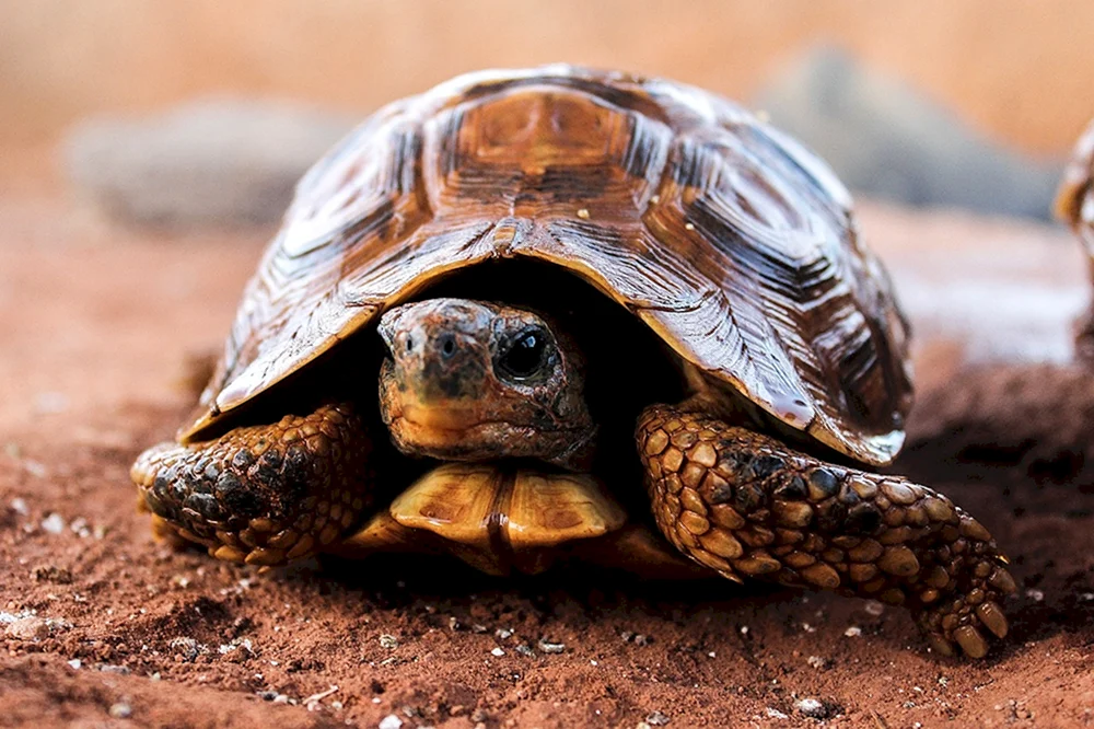 Gelbkopfschildkröte