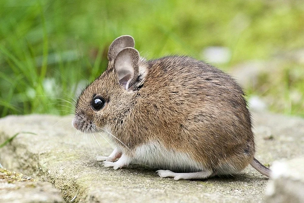 Wühlmaus