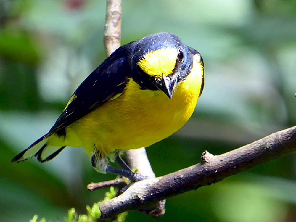 Sicalis flaveola