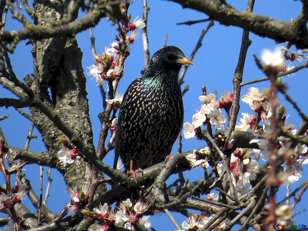 Die Grasmücke ist ein Singvogel