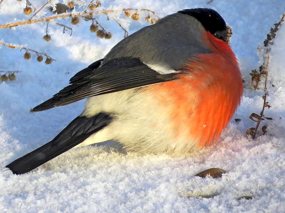 Dickschnabelvogel