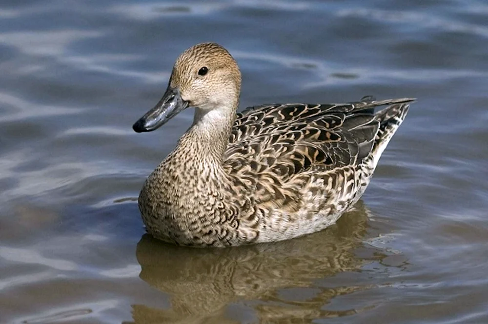Wildente