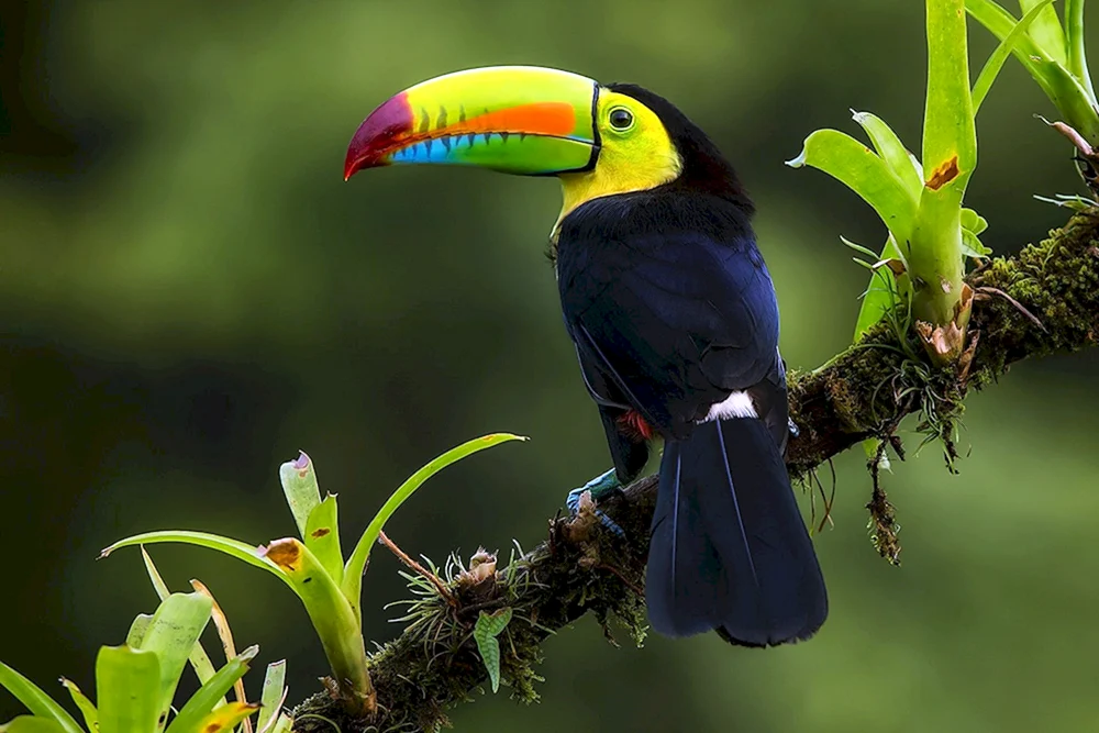 Südamerikanischer Dschungelvogel