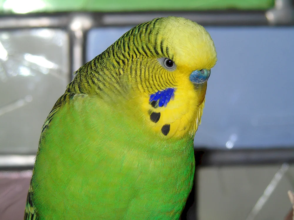 Goldene Aratinga