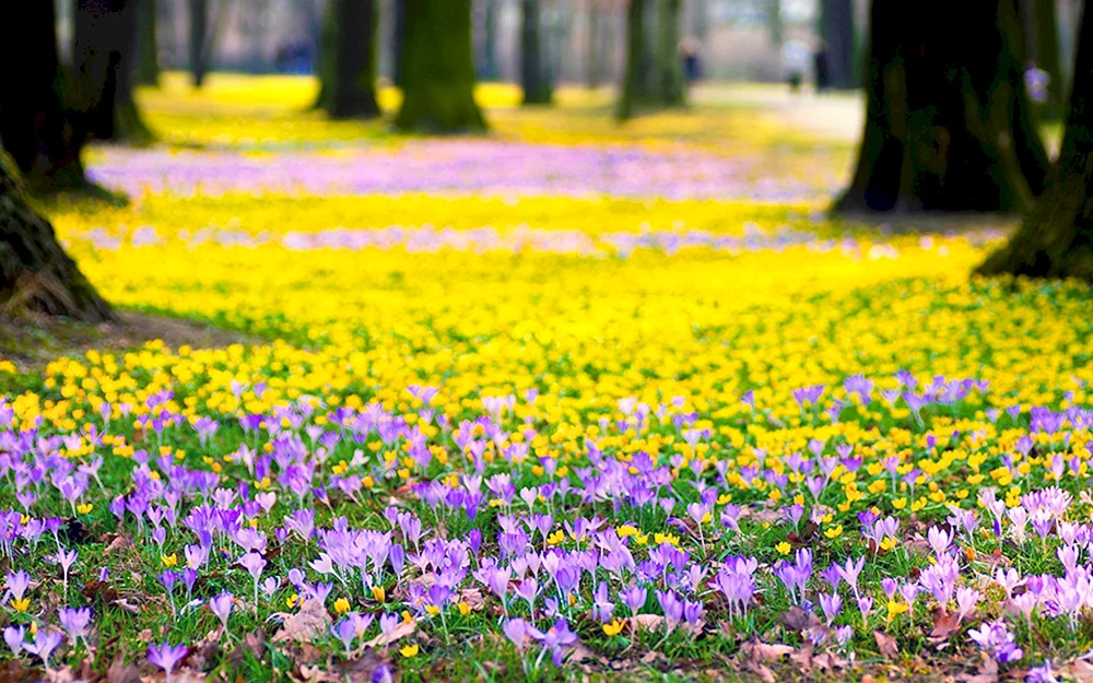 Gelbe Primärblumen Krokusse