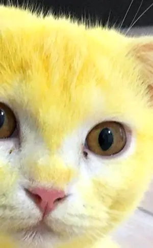 Gelbe Katze