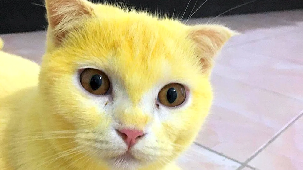 Gelbe Katze