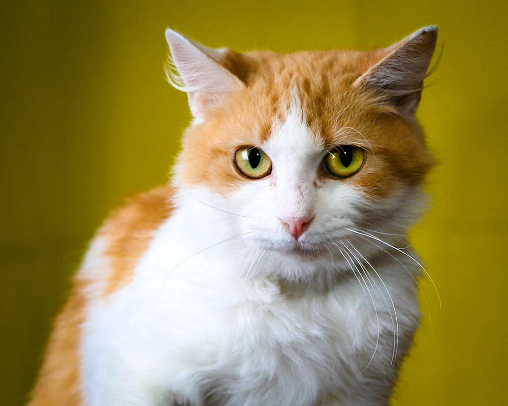 Rote Katze
