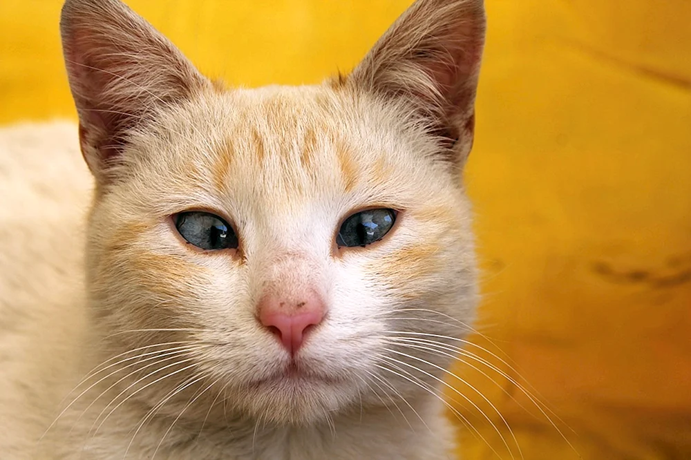 Gelbe Katze