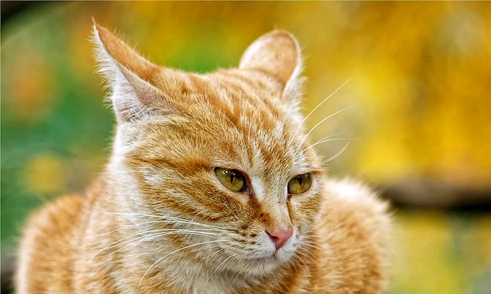 Gelbe Katze
