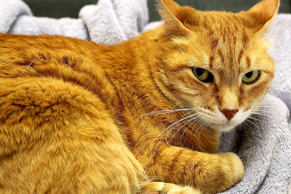 Rot gestreifte Katze