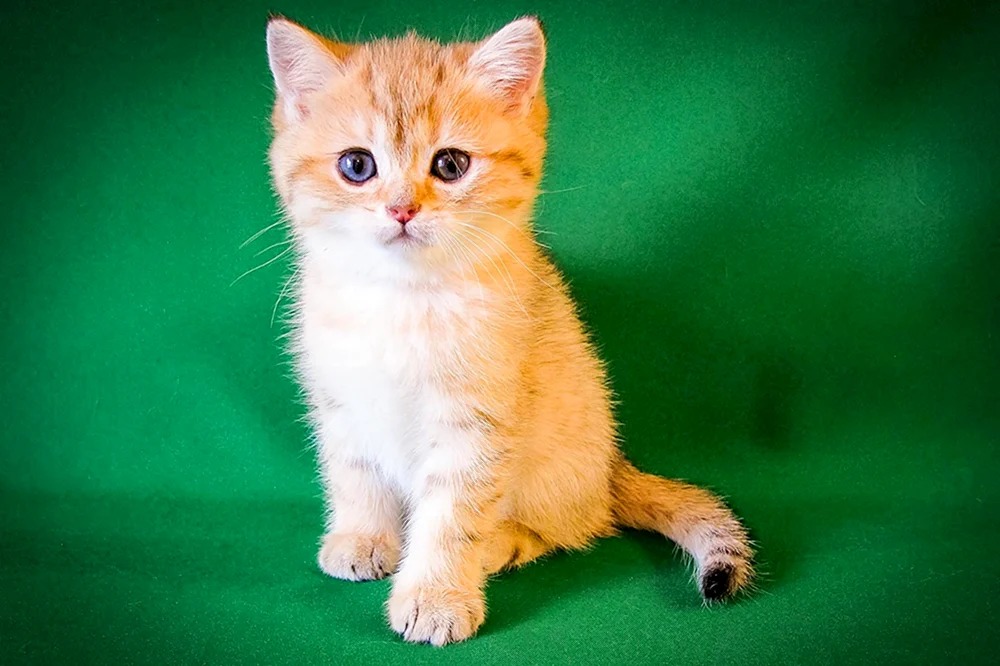 Makrelle gestromte Katze