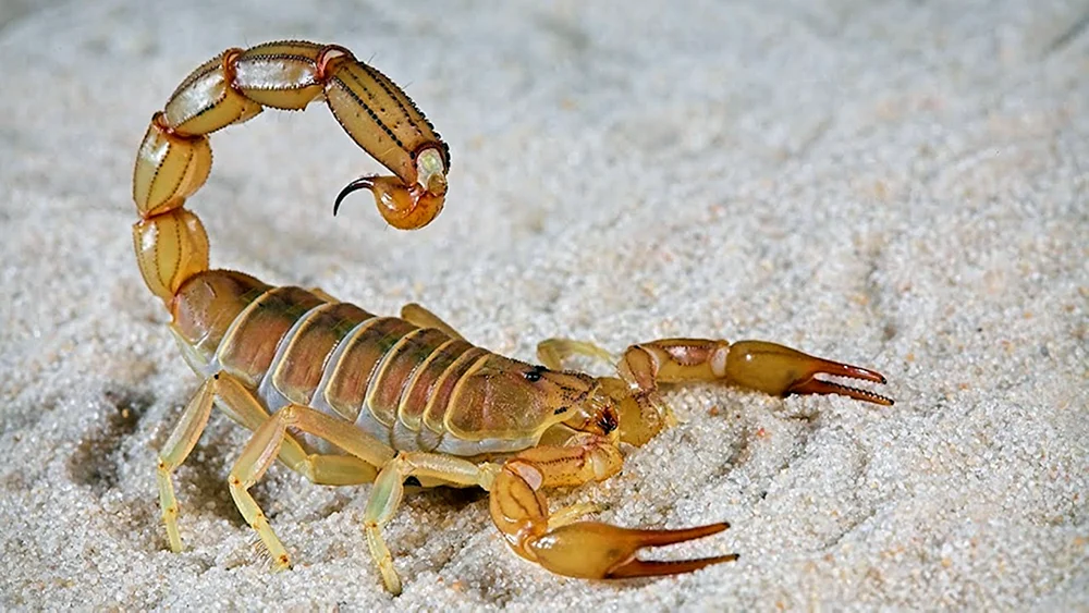 Gelber Dickschwanzskorpion