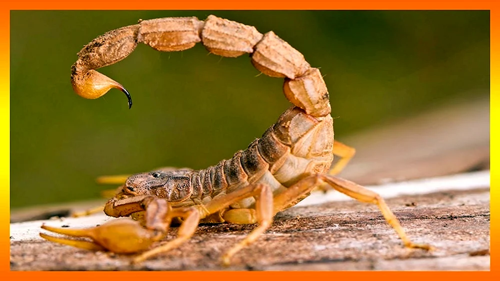 Gelber Dickschwanzskorpion Skorpion