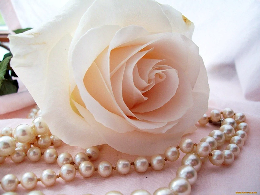 Zarte zarte zerbrechliche Blume
