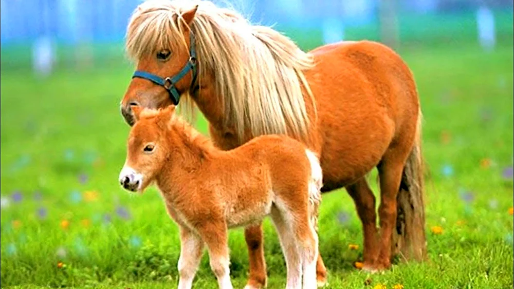 Regenbogenpferd