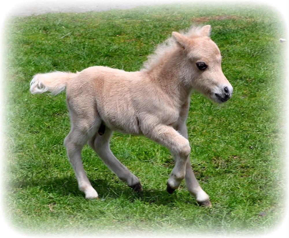 Shetlandpony Pferd