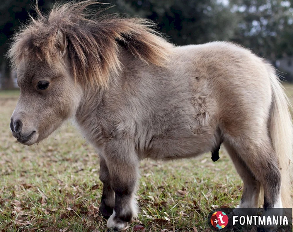 Falabella Fohlen