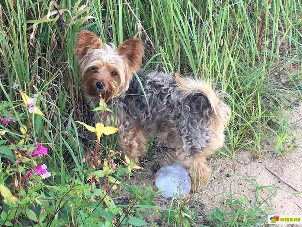 Yorkie und Spitz