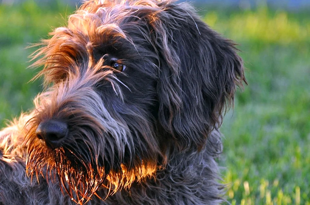 Bearded Poynter Griffon Cortalsa
