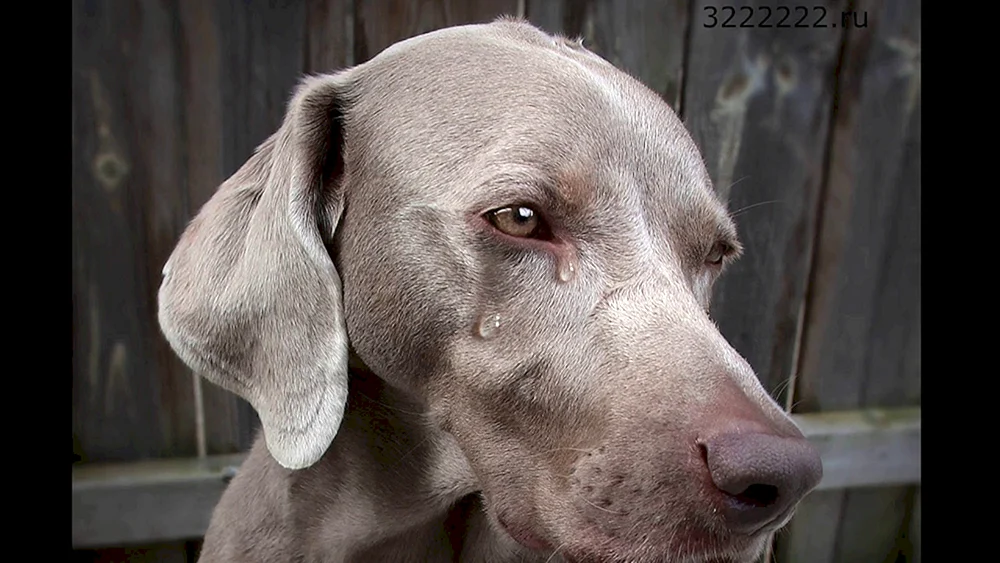 Harthaar-Weimaraner