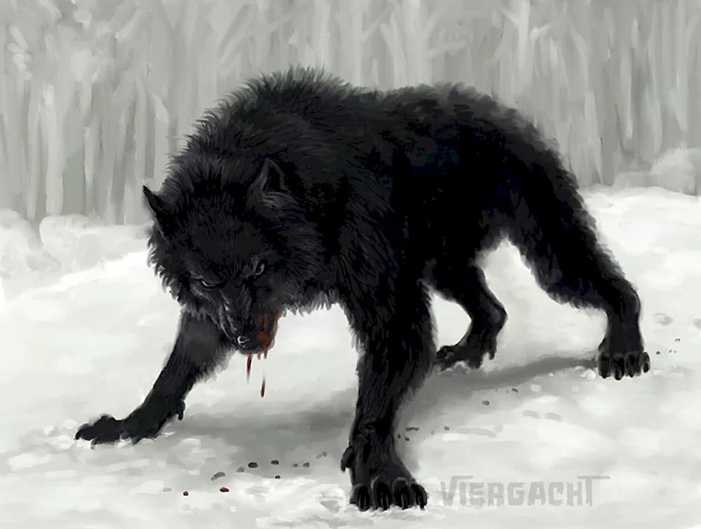 Kanadischer Wolf Melanist