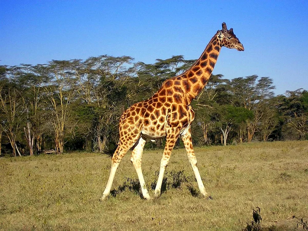 Giraffe für Kinder