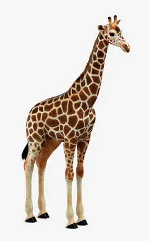 Giraffe auf weißem Hintergrund