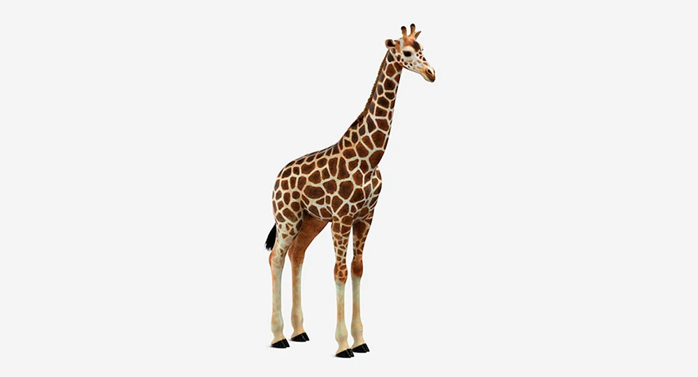 Giraffe auf weißem Hintergrund