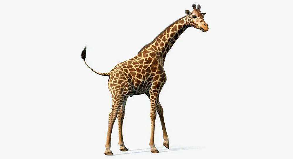 Giraffe auf weißem Hintergrund