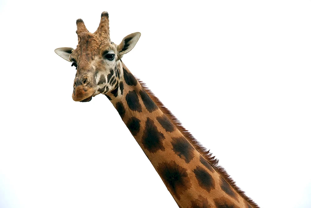 Giraffe für Kinder