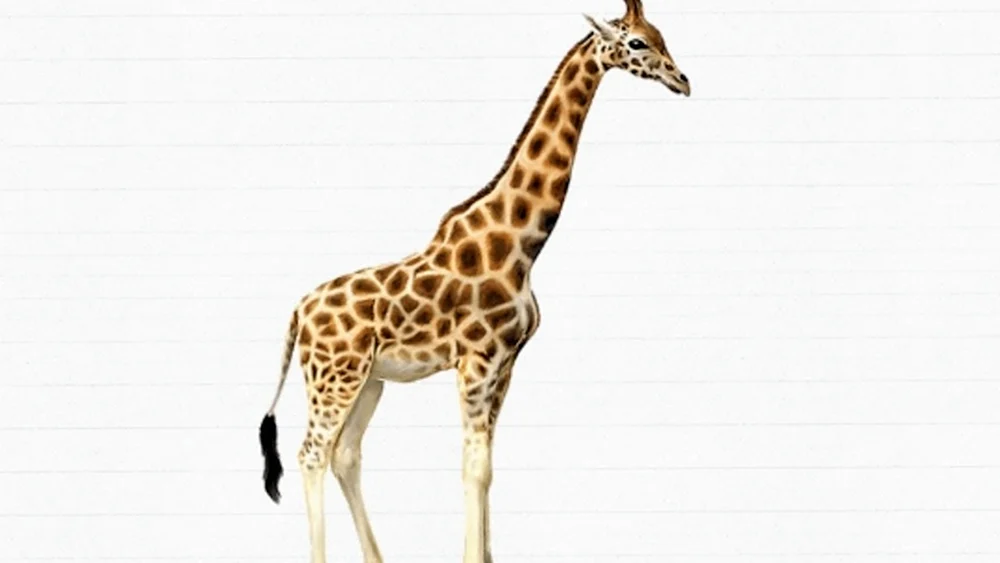 Giraffe Zeichnung