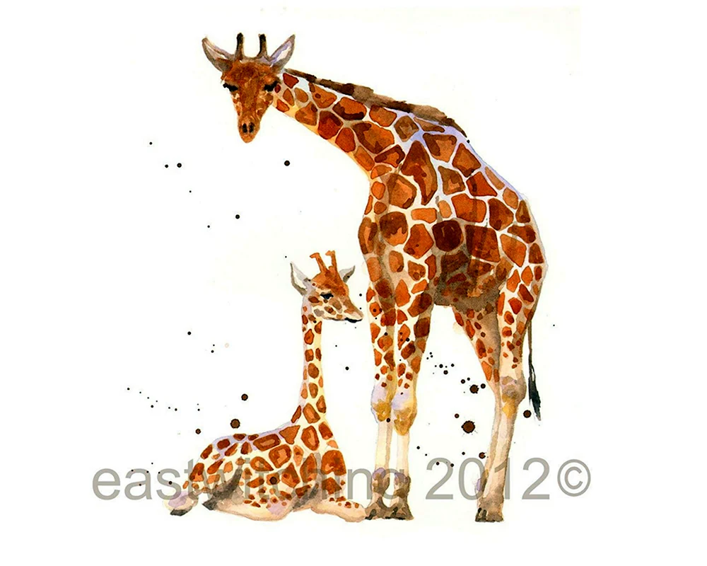 Nubische Giraffe