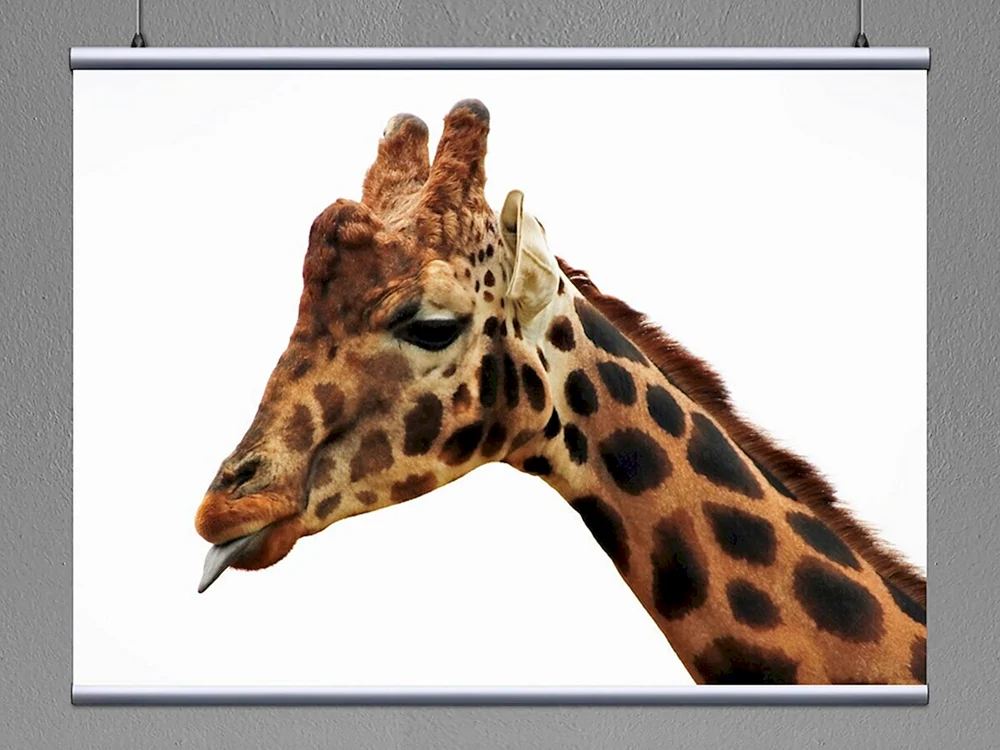 Giraffe Cartoon