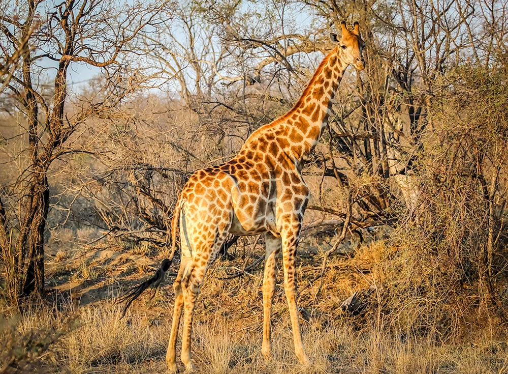 Giraffe in der Savanne