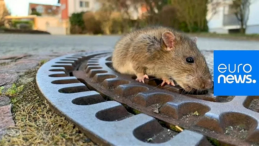Fette Maus