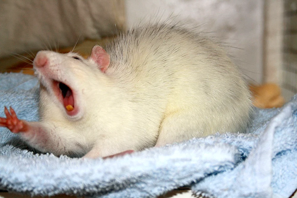 Fette Ratte
