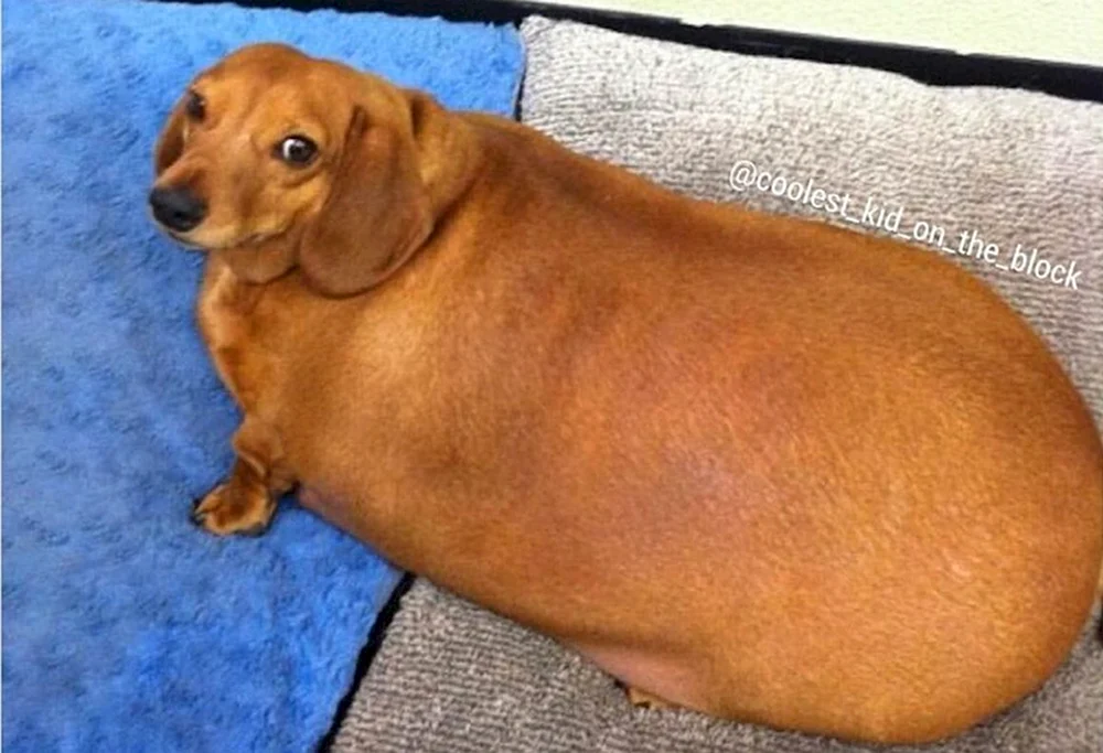 Beagle Hund fett