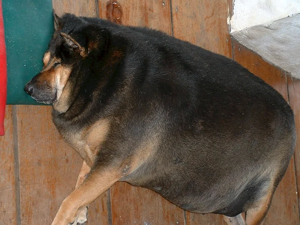 Fetteste Hunde