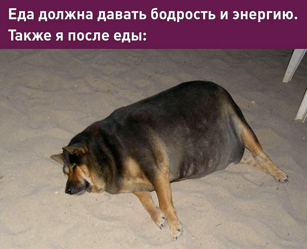 Fetter Chihuahua Hund