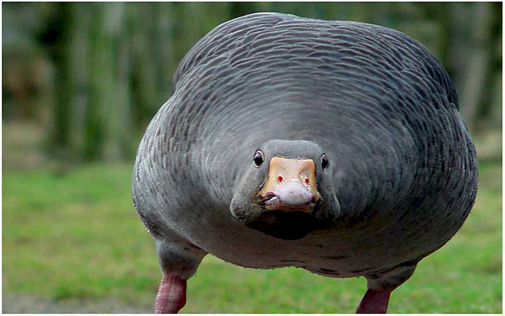 Stummer Vogel