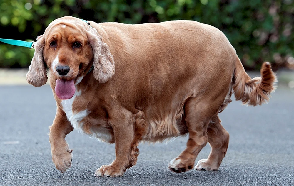 Fetter Dackel Hund