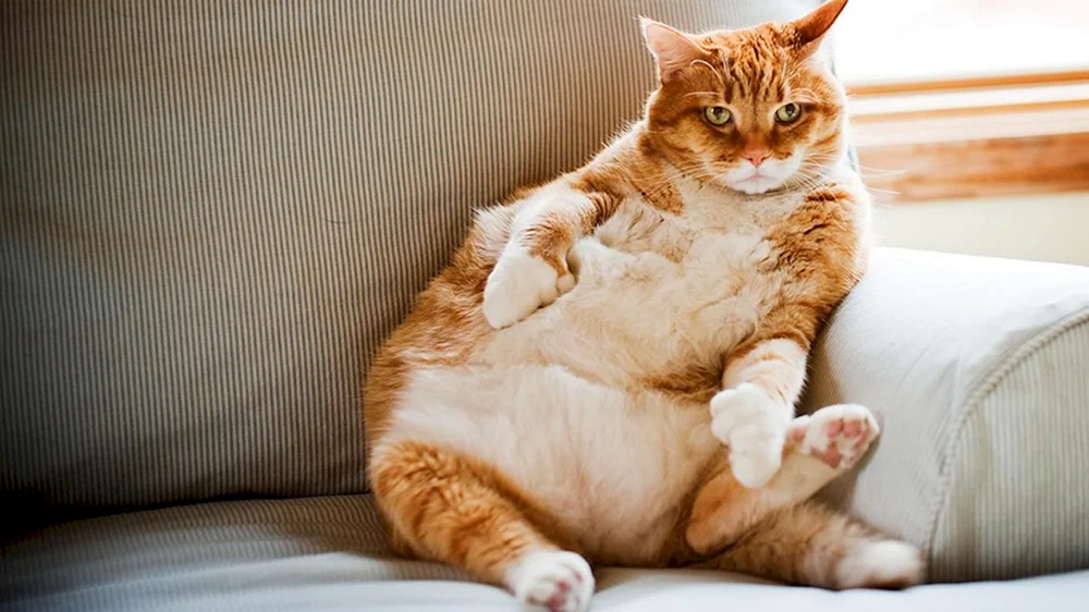 Fette Katze