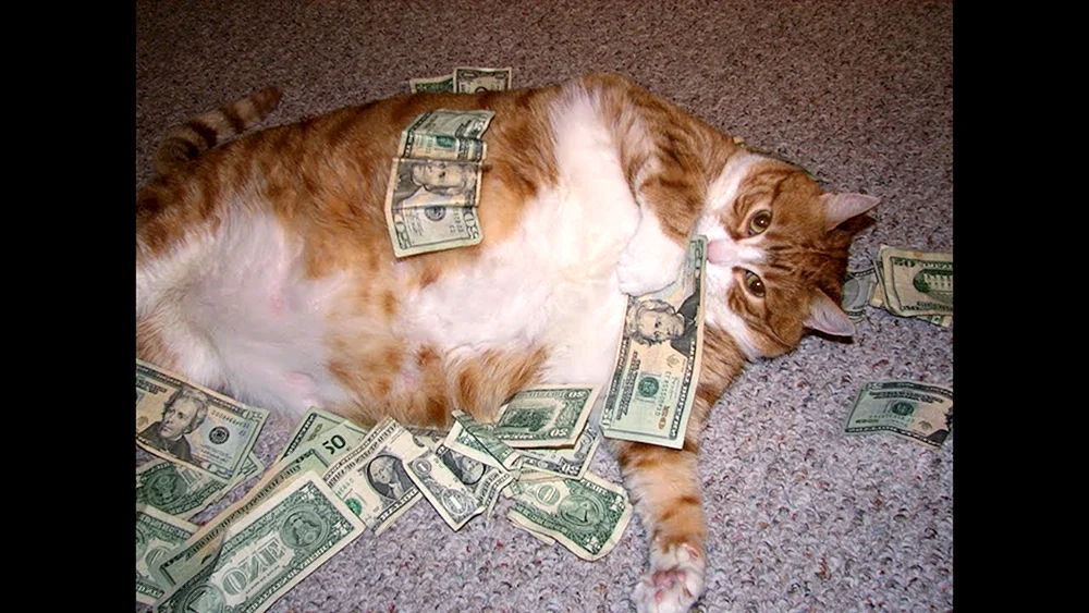 Geldkatze